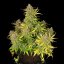 Royal Queen Seeds Seminte de canabis Sweet ZZ Auto
