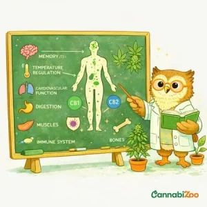 Savez‑vous ce qu'est le système endocannabinoïde et ce qu'il fait réellement ? Le guide complet du SEC