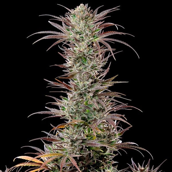 Royal Queen Seeds Seminte de canabis North Thunderfuck feminizate
