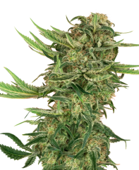 Sensi Seeds Semințe de canabis N13 Kush feminizate, 3-10 buc.
