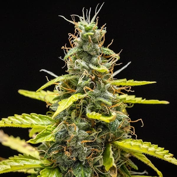 Royal Queen Seeds Seminte de canabis Royal Runtz Auto