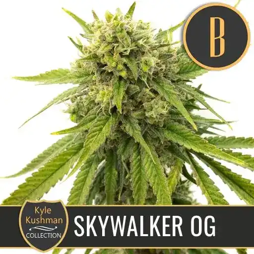 Blimburn Seeds Cannabis Seeds Skywalker OG от Feminized на Kyle Kushman