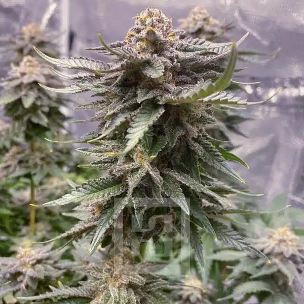 Blimburn Seeds Hanfsamen Girl Scout Cookies Feminisiert