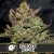 Blimburn Seeds Semillas de cannabis Girl Scout Cookies Feminizadas
