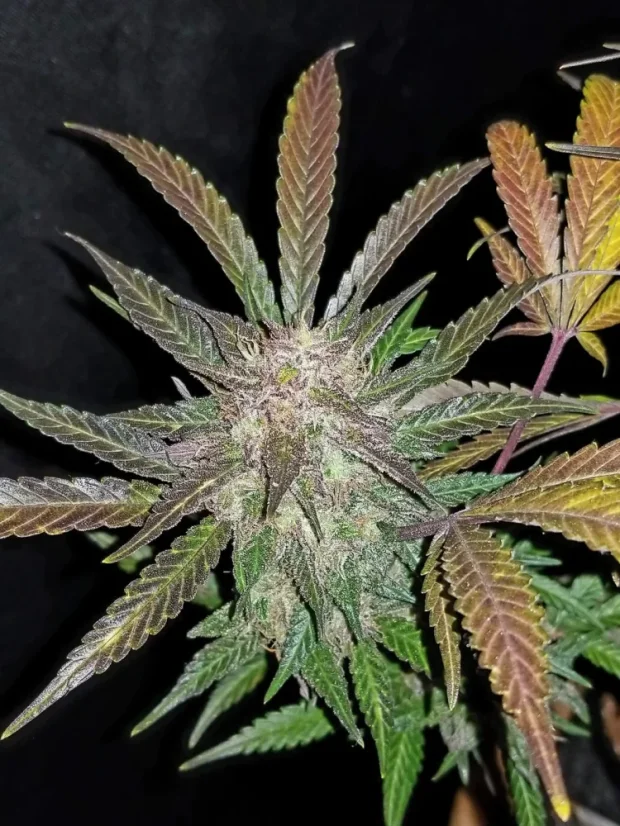 Fast Buds Sjemenke konoplje Cream Cookies Auto