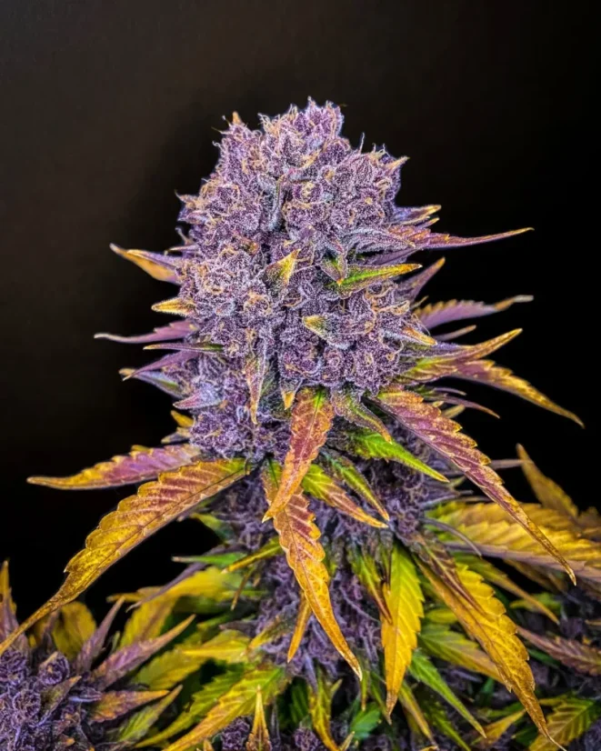 Fast Buds Sjemenke konoplje Purple Lemonade Auto