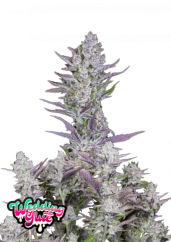Fast Buds Kanepiseemned Pulmaliim Auto