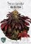 T.H.Seeds™ Cannabis Seeds Stracciatella™, 6+1 specialpakke, feminiseret