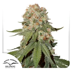 Dutch Passion Seminte de canabis Orange Bud® feminizate