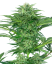 Sensi Seeds Cannabis Seeds Skunk Dream CBD Feminized, 3-10 kpl