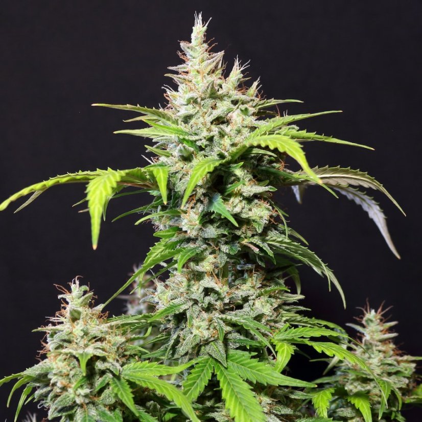 Doctor´s Choice Семена DC Cure 1:1 Auto Feminized