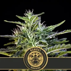 Blimburn Seeds Semillas de cannabis Wombat Feminizada