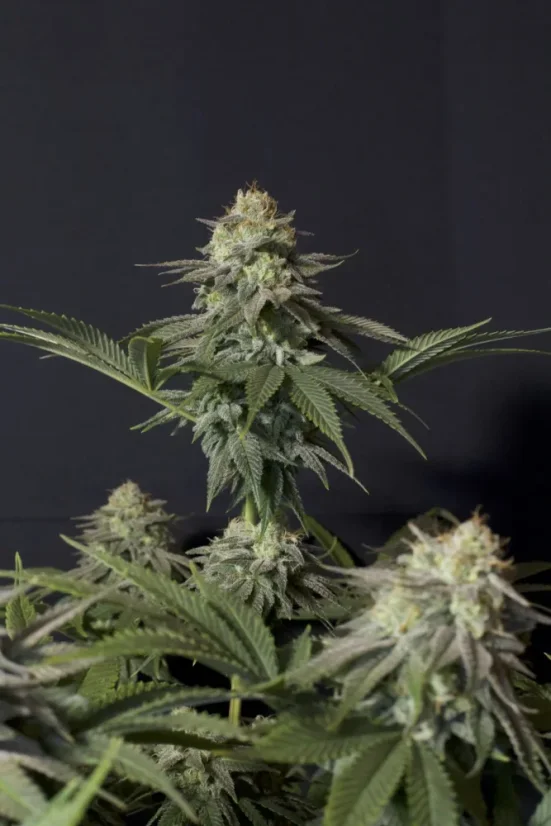 Fast Buds Sjemenke kanabisa Narančasti šerbet FF