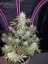 Fast Buds Semi di Cannabis Girl Scout Cookies Auto