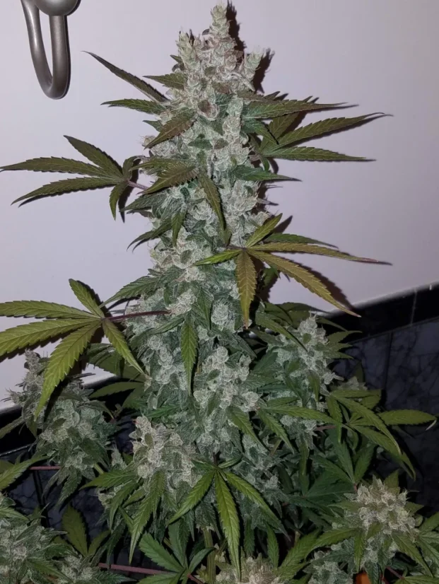 Fast Buds Semi di Cannabis Girl Scout Cookies Auto