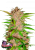 Fast Buds Kanapių sėklos Fastberry Auto
