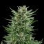 Royal Queen Seeds Seminte de canabis Easy Bud Auto