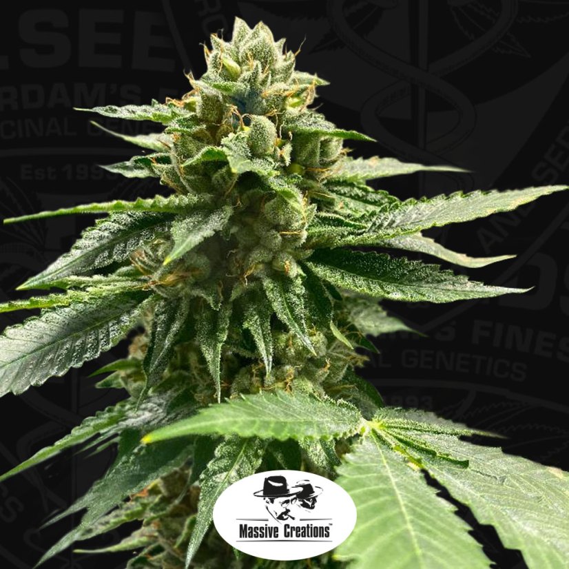 T.H.Seeds™ Seminte de canabis Melon Vader, pachet 5+1, feminizate