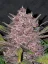 Fast Buds Semena Konoplje Blackberry Auto