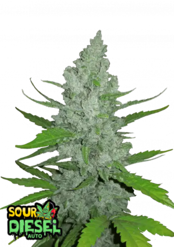 Fast Buds Sjemenke konoplje Sour Diesel Auto