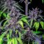 Royal Queen Seeds Cannabis Seeds Purplematic Auto (korkea CBD)