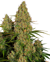 Sensi Seeds Sjemenke konoplje Sticky Orange XXL Automatic Feminized, 3-10 kom
