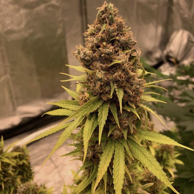 Doctor´s Choice Seminte Diesel Fast F1 BX Regular