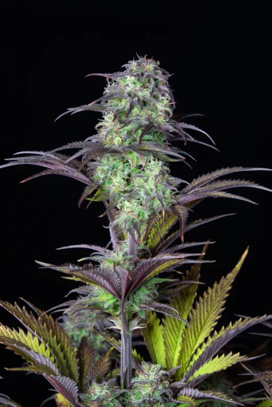 Fast Buds Sjemenke konoplje Blueberry Auto