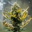 Royal Queen Seeds Seminte de canabis Fat Banana Auto