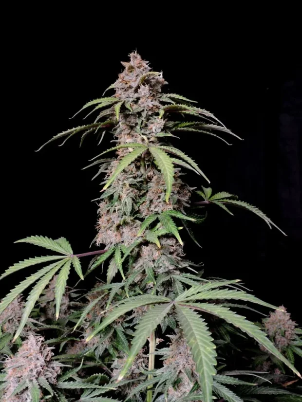 Fast Buds Semi di Cannabis Amnesia Zkittlez Auto