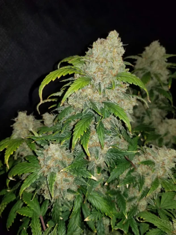 Fast Buds Biji Ganja Zkittlez Auto