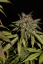 Fast Buds Автозаправка з насінням канабісу