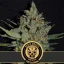 Blimburn Seeds Cannabisfrø Santa Muerte hurtigt blomstrende feminiseret