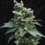 T.H.Seeds™ Cannabisfrø SAGE™'n Sour, 5+1 pakke, almindelig