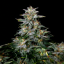 Doctor´s Choice Semințe Lowryder regulate (IBL) Auto Regular