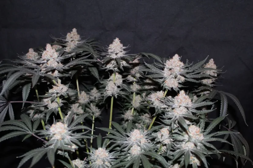 Fast Buds Sjemenke konoplje Tropicana Cookies FF