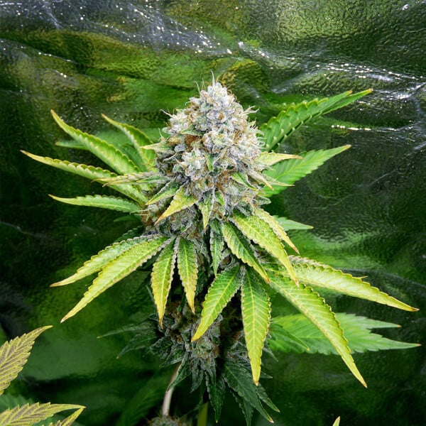 Royal Queen Seeds Seminte de canabis OG Kush feminizate