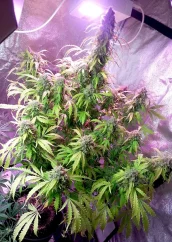 Dutch Passion Cannabisfrön Auto Daiquiri Lime® Autoflowering