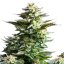 Royal Queen Seeds Cannabisfrø Amnesia Haze Feminiseret