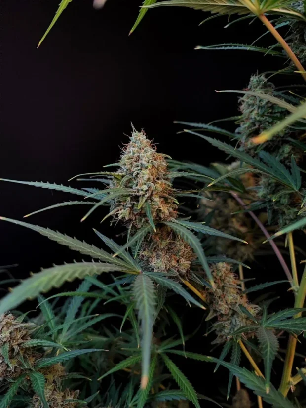 Fast Buds Sjemenke konoplje Jack Herer Auto