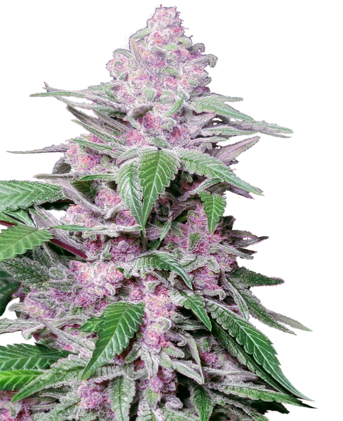 Sensi Seeds Seminte de canabis Purple Cookie Kush feminizate, 3-10 buc.