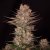 Doctor´s Choice Semillas Chronic Fast F1 BX Regular