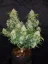 Fast Buds Biji Ganja Zkittlez Auto