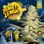 T.H.Seeds™ Semințe de canabis Planet Lemon, pachet special limitat 710, feminizate