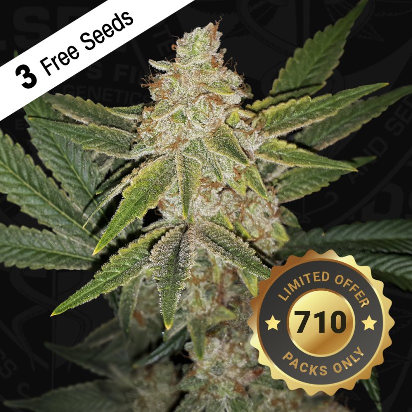 T.H.Seeds™ Semințe de canabis Hazanana, pachet special limitat 710, feminizate