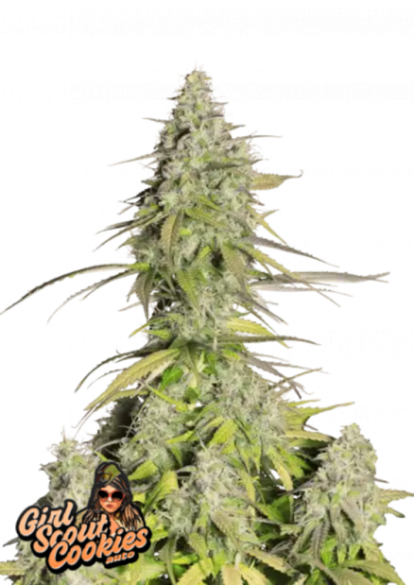 Fast Buds Semi di Cannabis Girl Scout Cookies Auto
