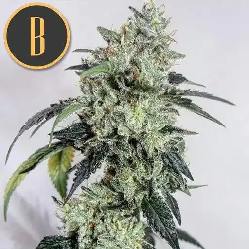 Blimburn Seeds Sjemenke konoplje OG Kush Feminized
