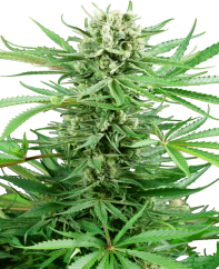 Sensi Seeds Seminte de canabis Papi Chulo OG feminizate, 3-10 buc