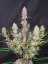 Fast Buds Biji Ganja Kue Tropicana Otomatis