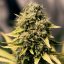 Royal Queen Seeds Seminte de canabis Royal Domina feminizate